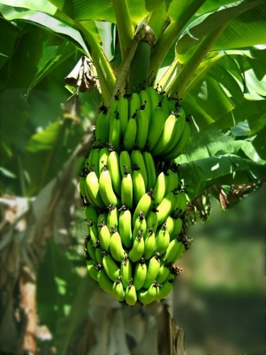 La banane : faible en calories et avec plusieurs vertus