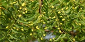 le neem et ses vertus, les bienfaits des feuilles de neem